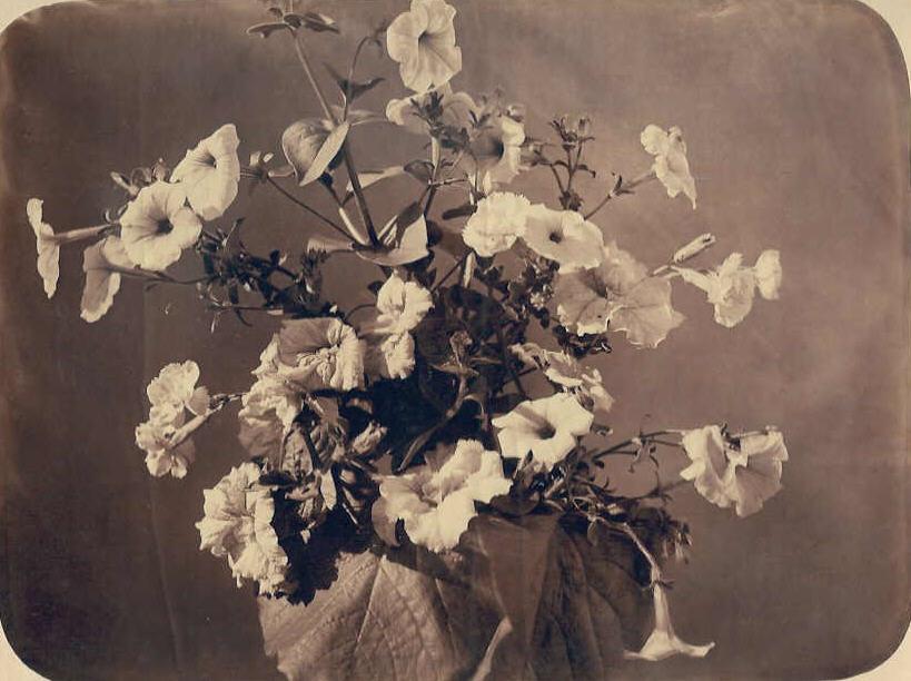 Étude florale — Adolphe Braun