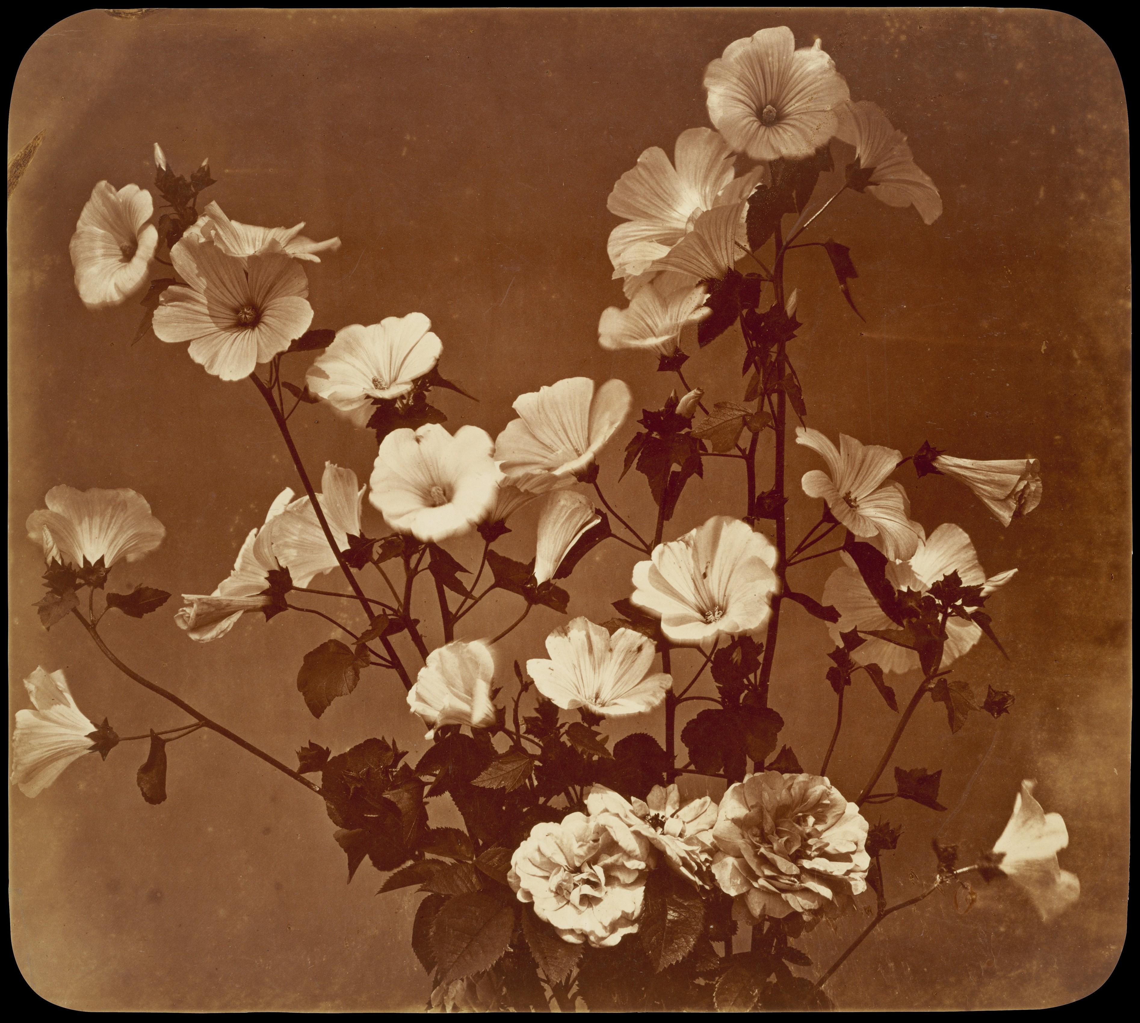 Étude florale, althée (Rose of Sharon) — Adolphe Braun