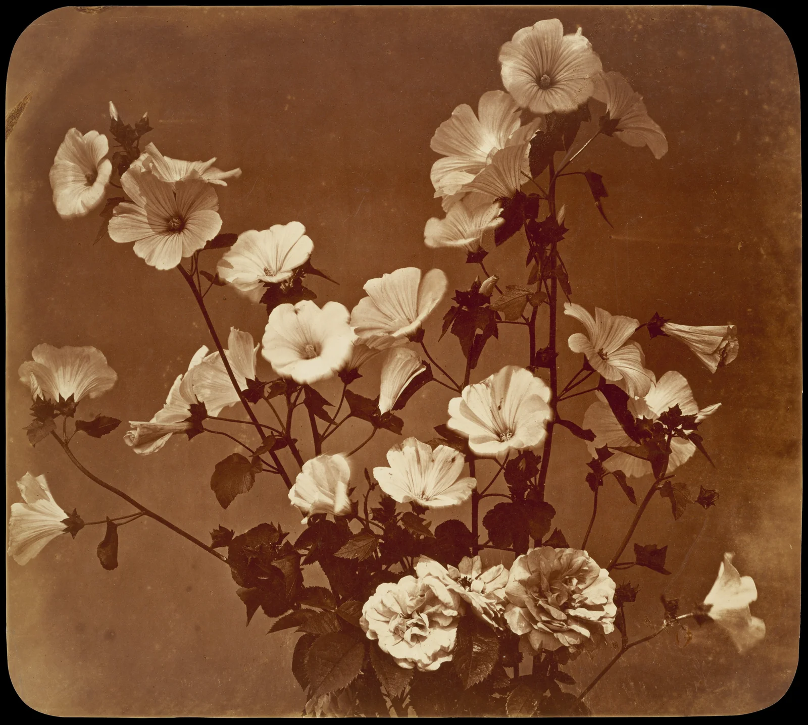 Étude florale, althée (Rose of Sharon) — Adolphe Braun