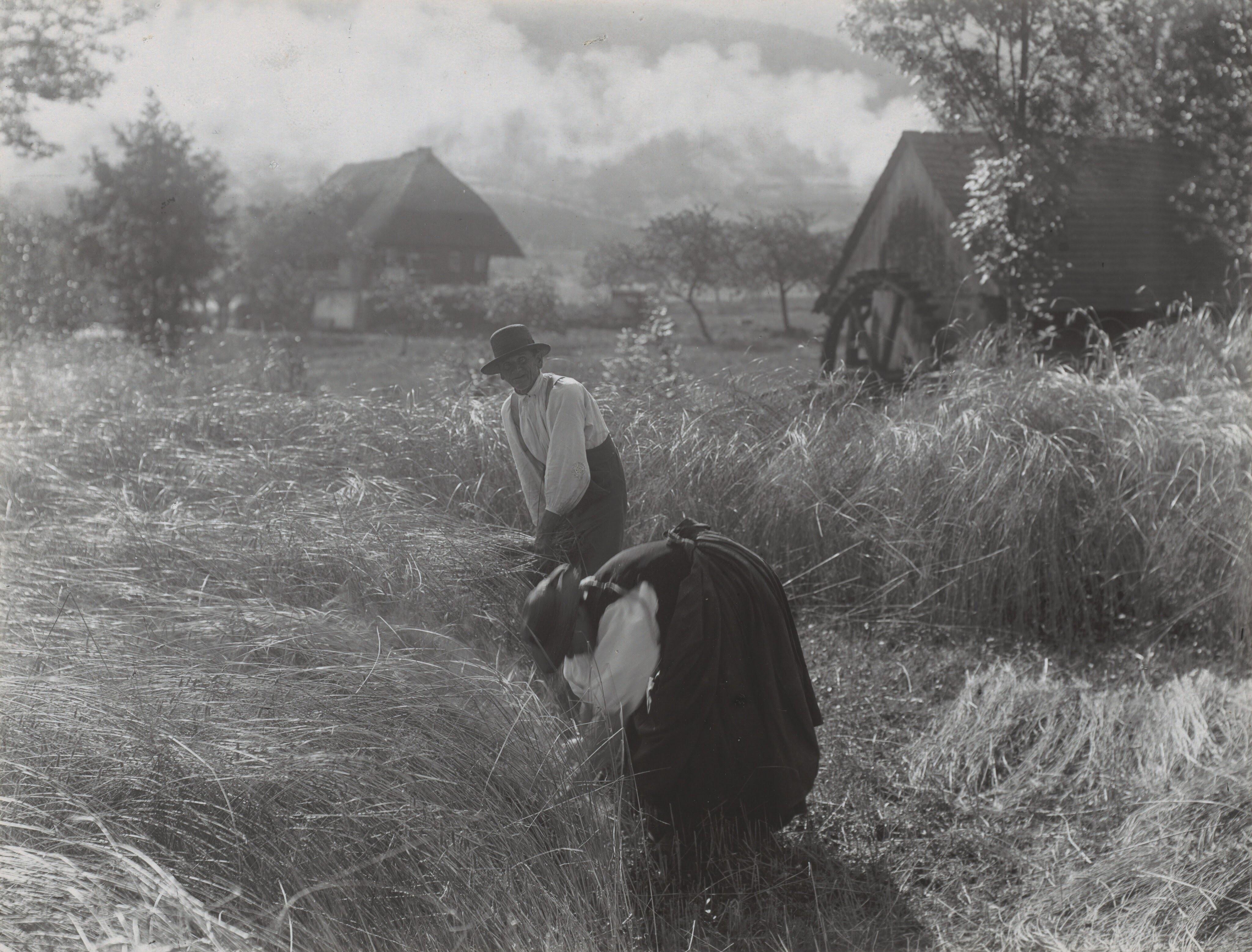 Moisson, Forêt-Noire — Alfred Stieglitz