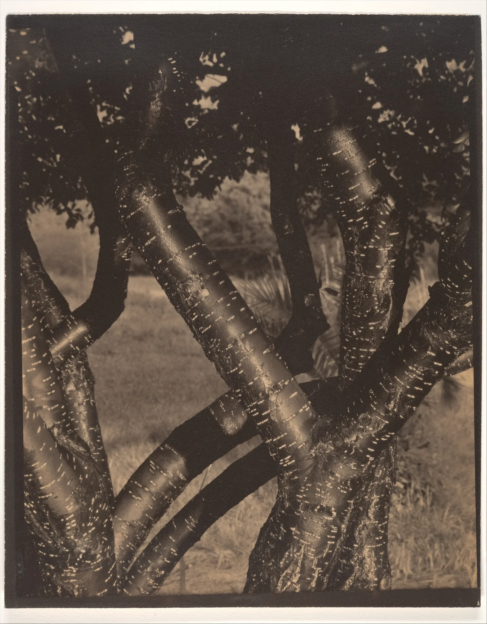 Les Arbres dansants — Alfred Stieglitz