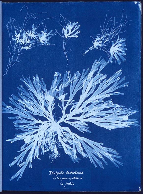 Algues britanniques — composition (planche multi-spécimens) — Anna Atkins