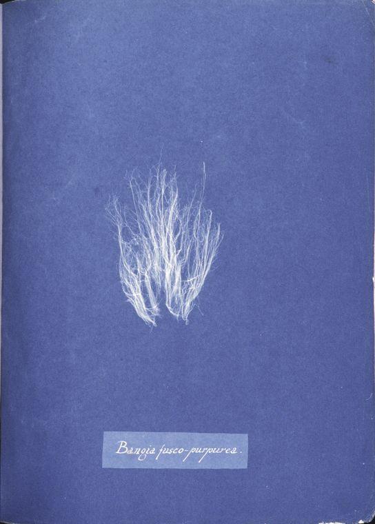 Bangia fusco-purpurea — Anna Atkins