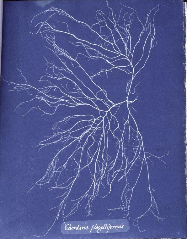 Chordaria flagelliformis — Anna Atkins