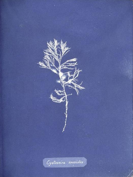 Cystoseira ericoides — Anna Atkins