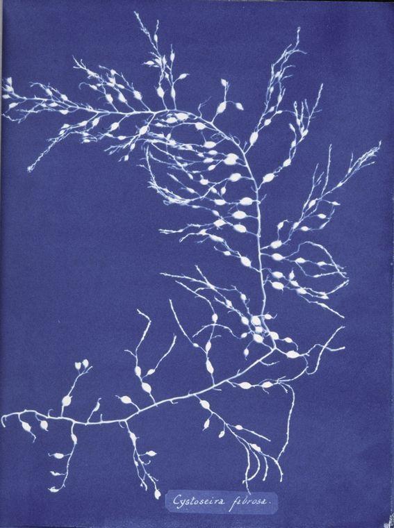 Cystoseira fibrosa — Anna Atkins