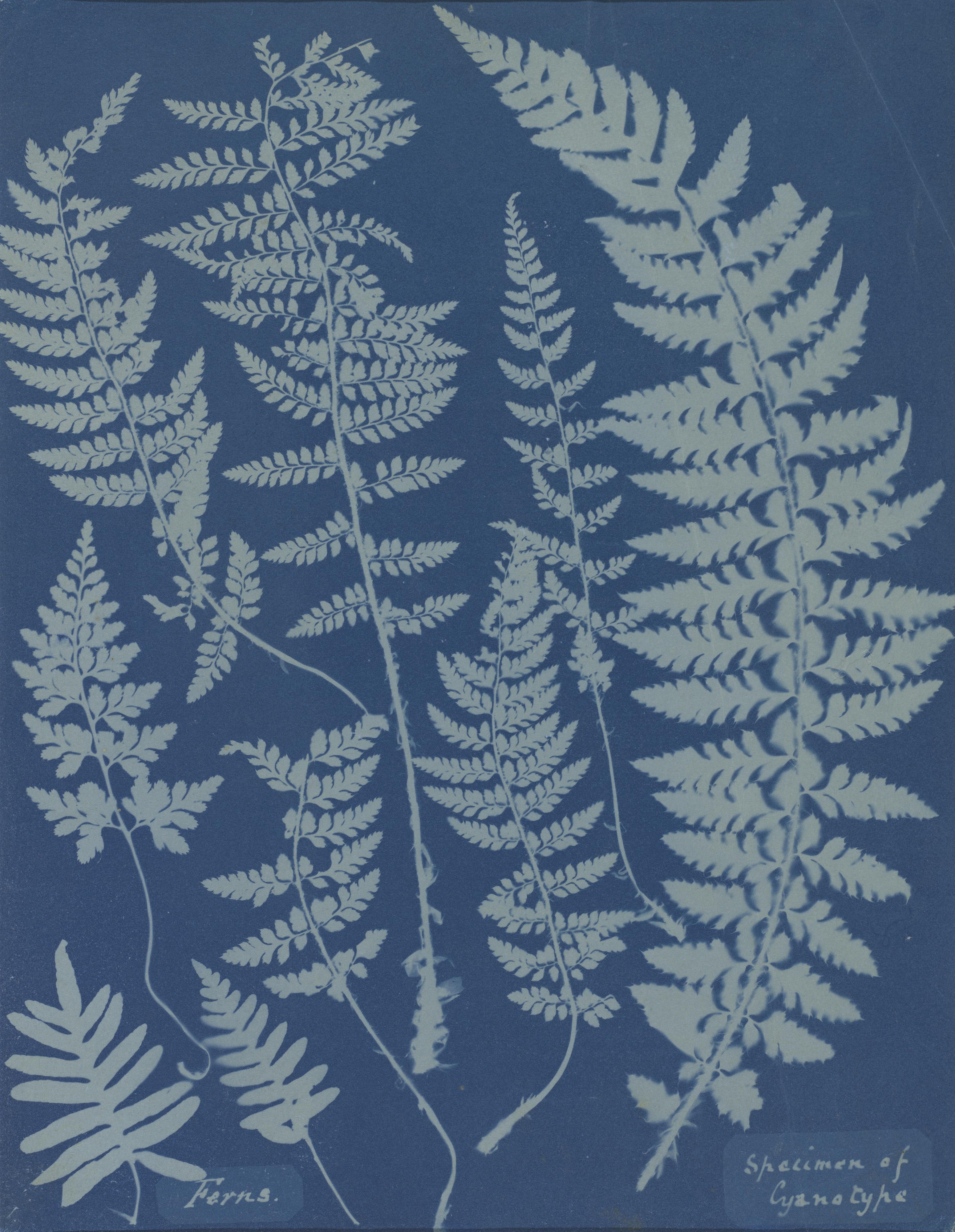 Fougères — Spécimen de cyanotype — Anna Atkins