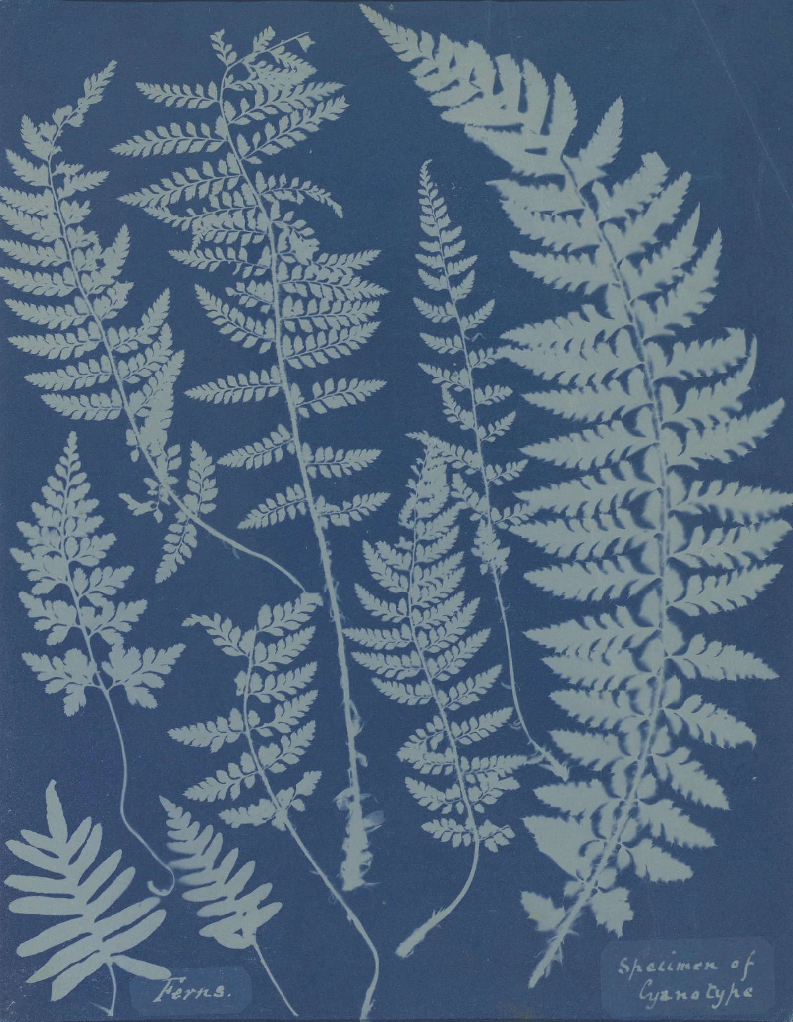 Fougères — Spécimen de cyanotype — Anna Atkins