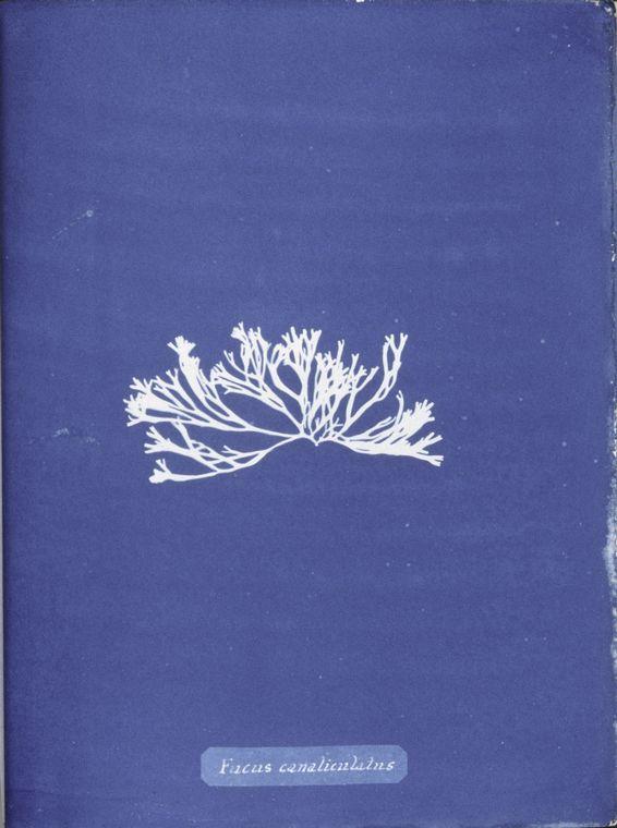 Fucus canaliculatus — Anna Atkins