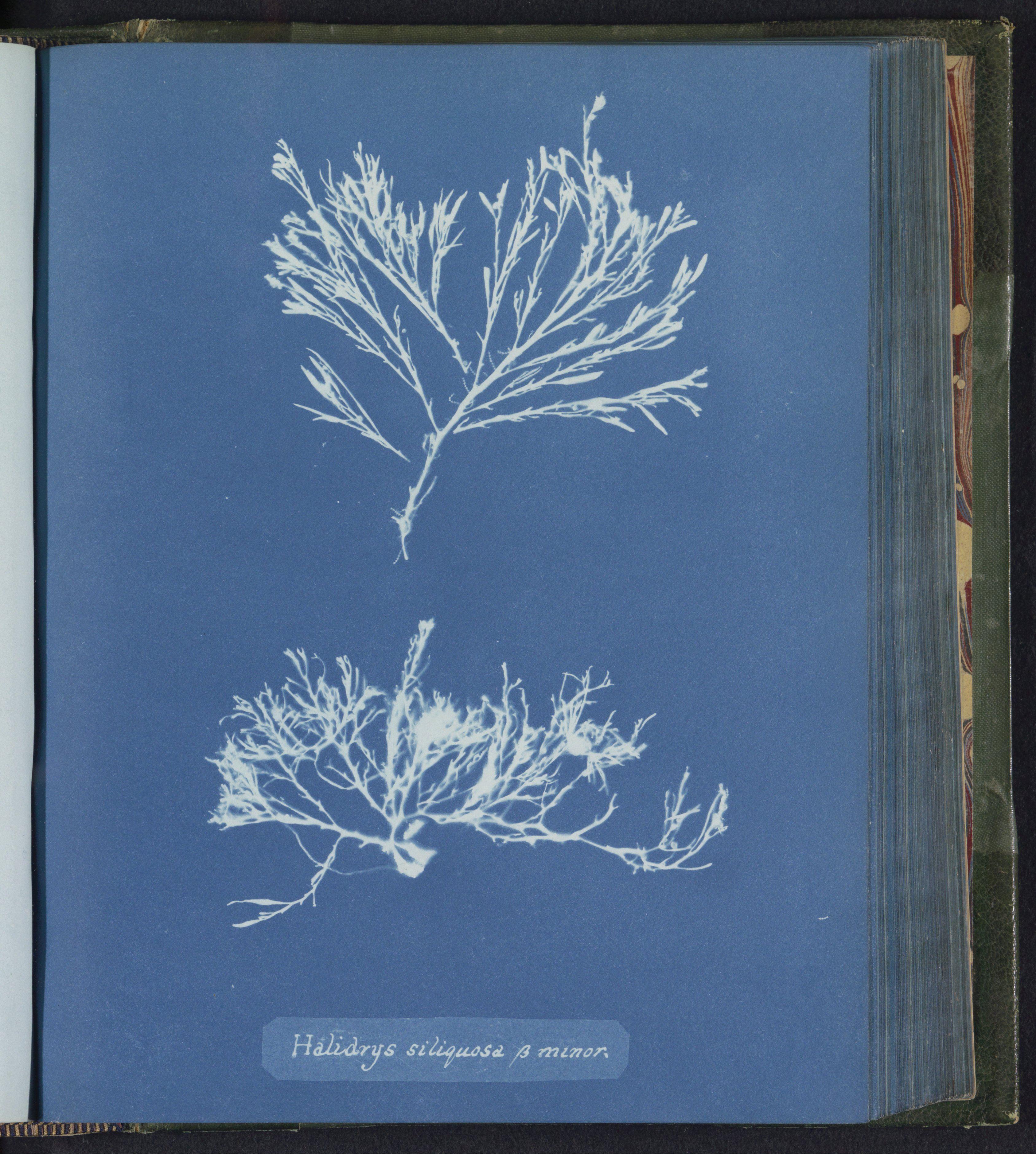 Halidrys siliquosa — Anna Atkins