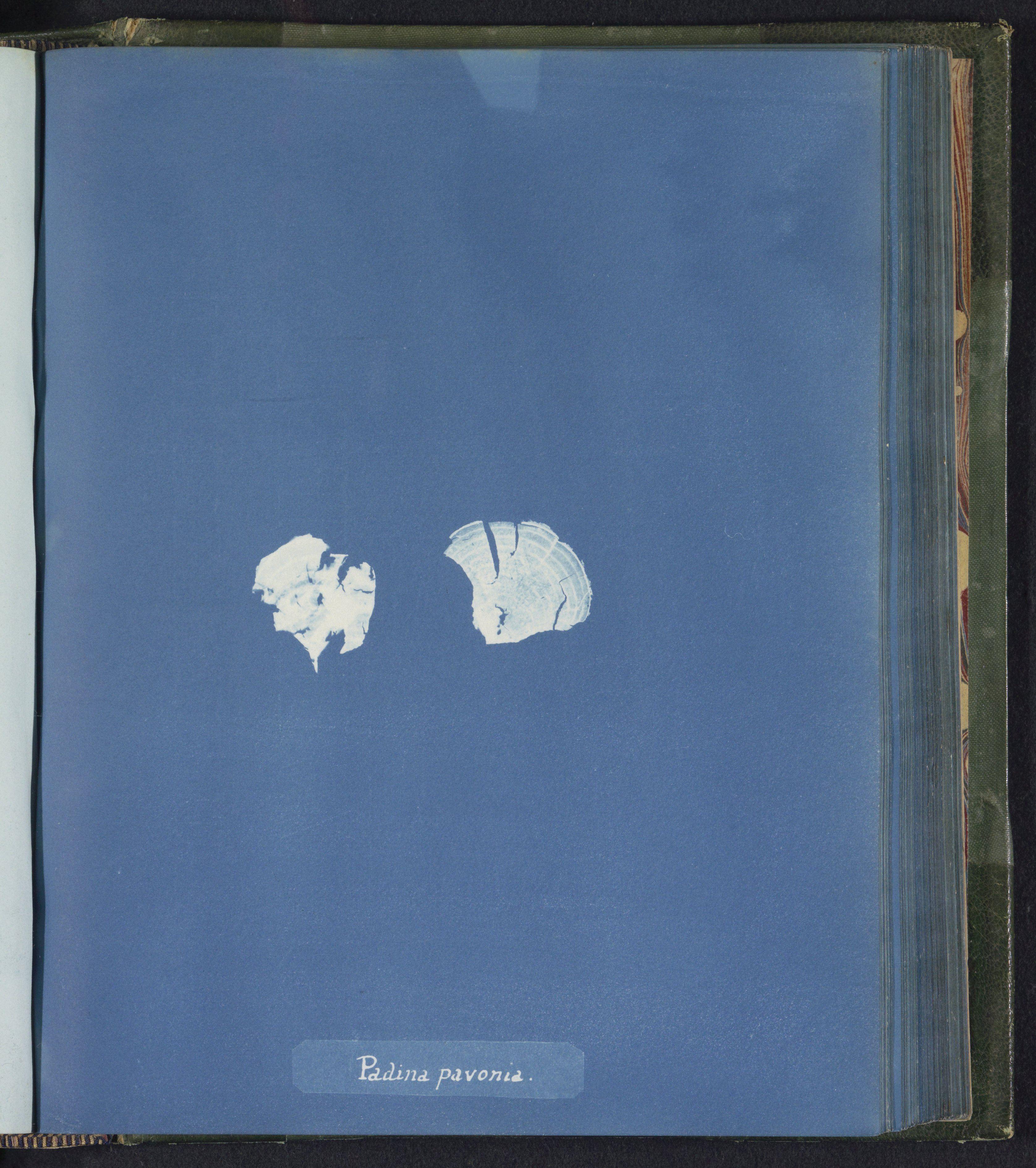 Padina pavonia — Anna Atkins