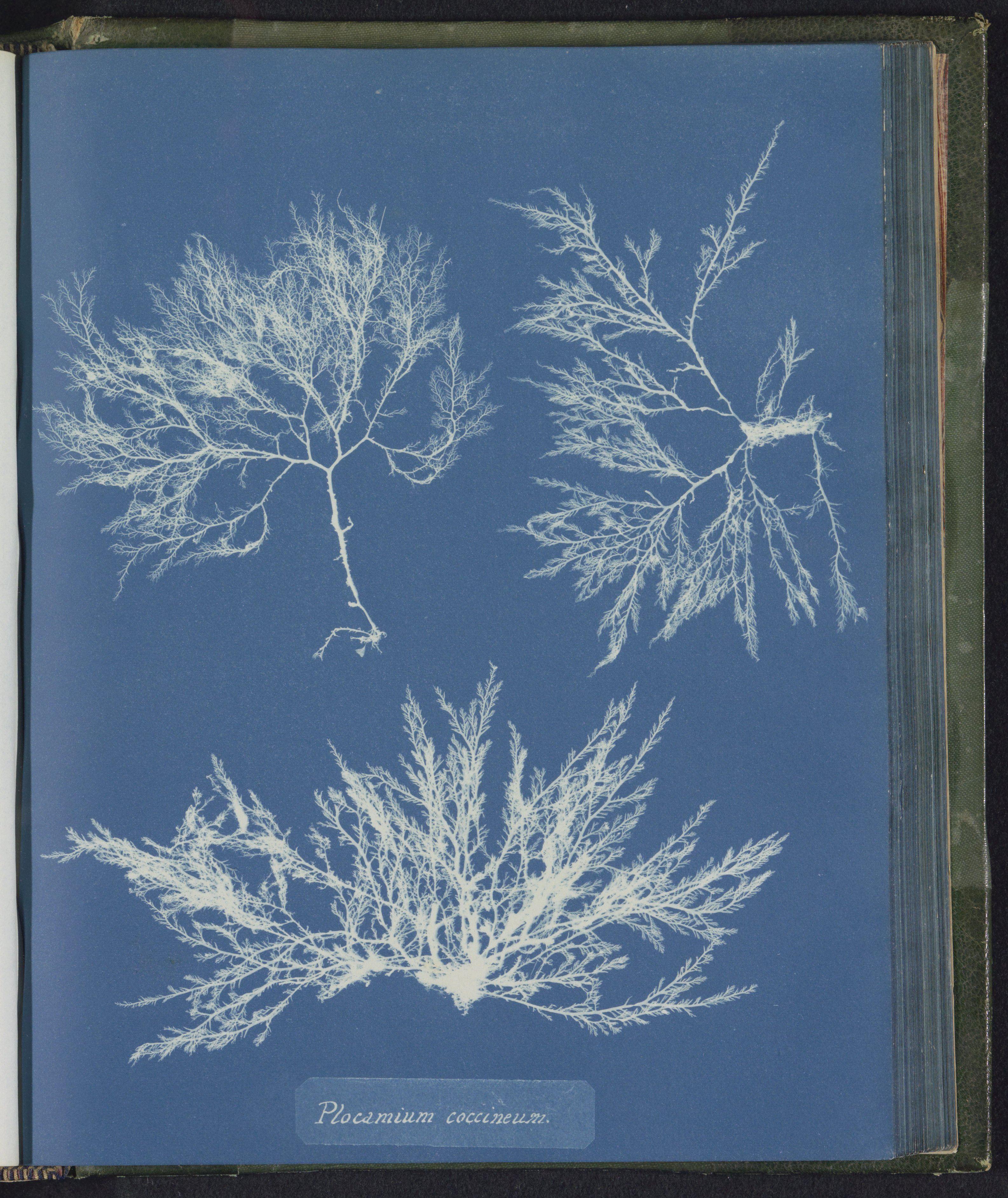 Plocamium coccineum — Anna Atkins