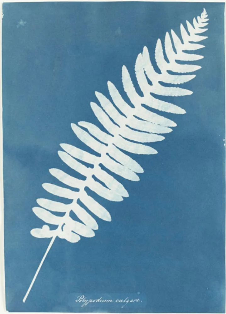 Polypodium vulgare (Polypode commun) — Anna Atkins