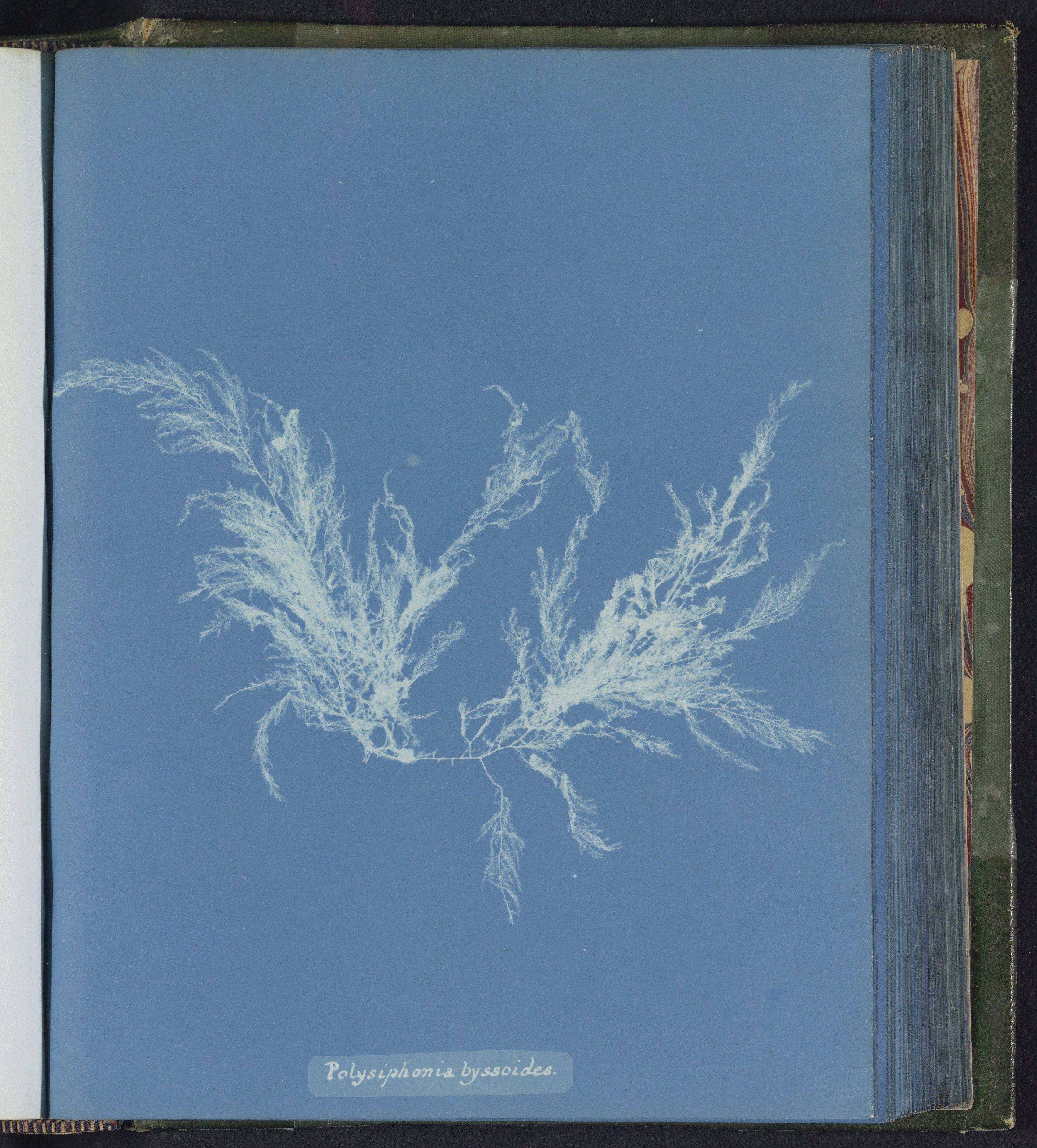 Polysiphonia byssoides — Anna Atkins