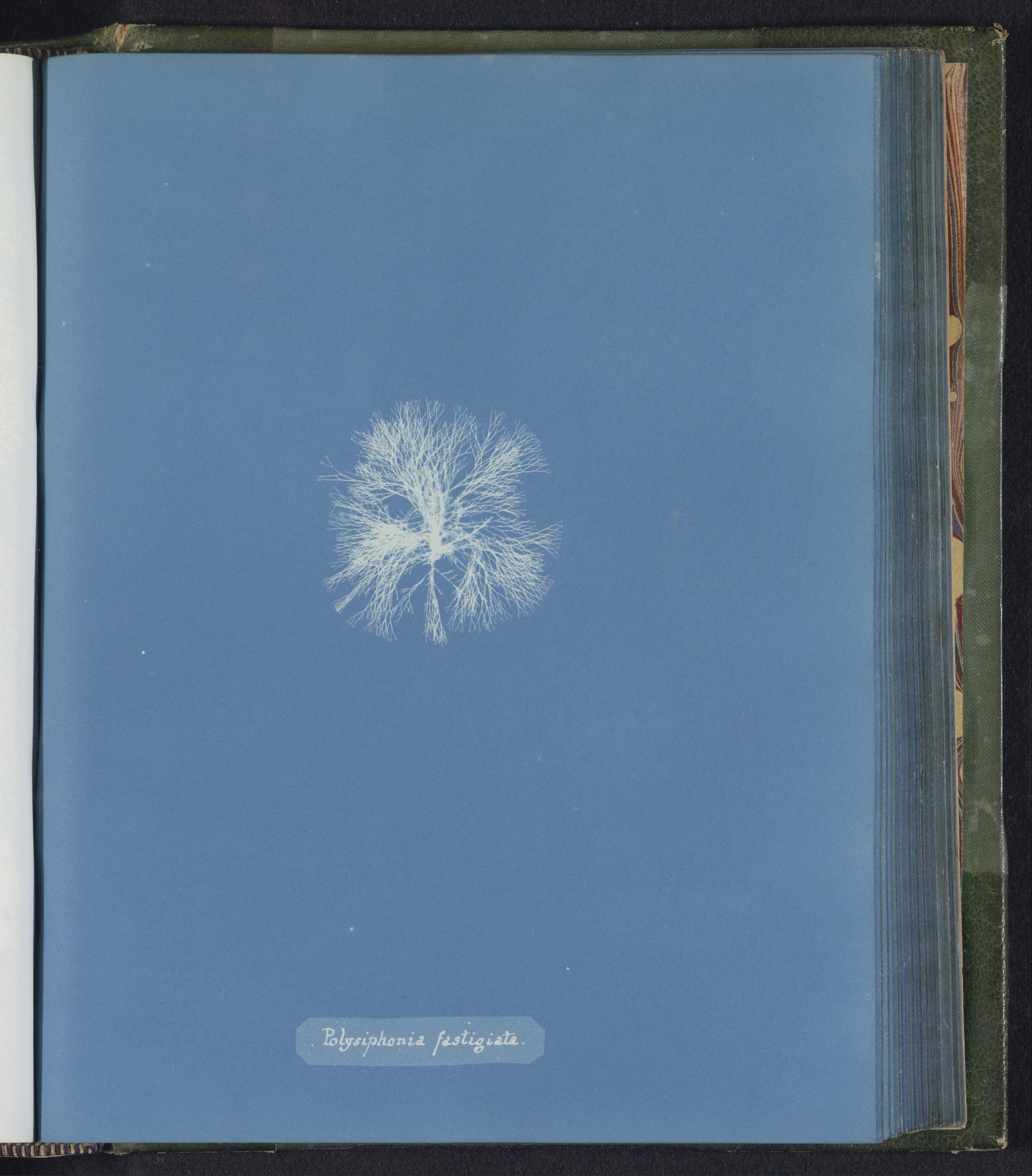 Polysiphonia fastigiata — Anna Atkins