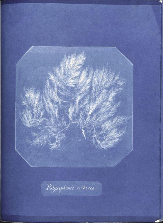 Polysiphonia violacea — Anna Atkins