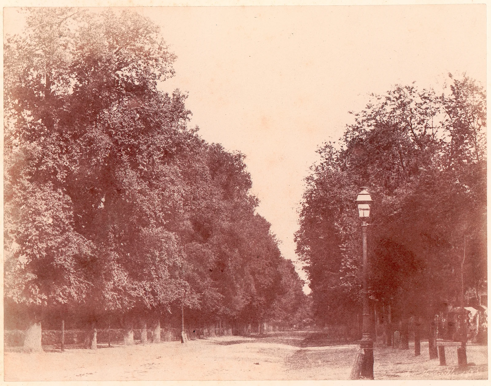 Allée bordée d'arbres — Charles Marville