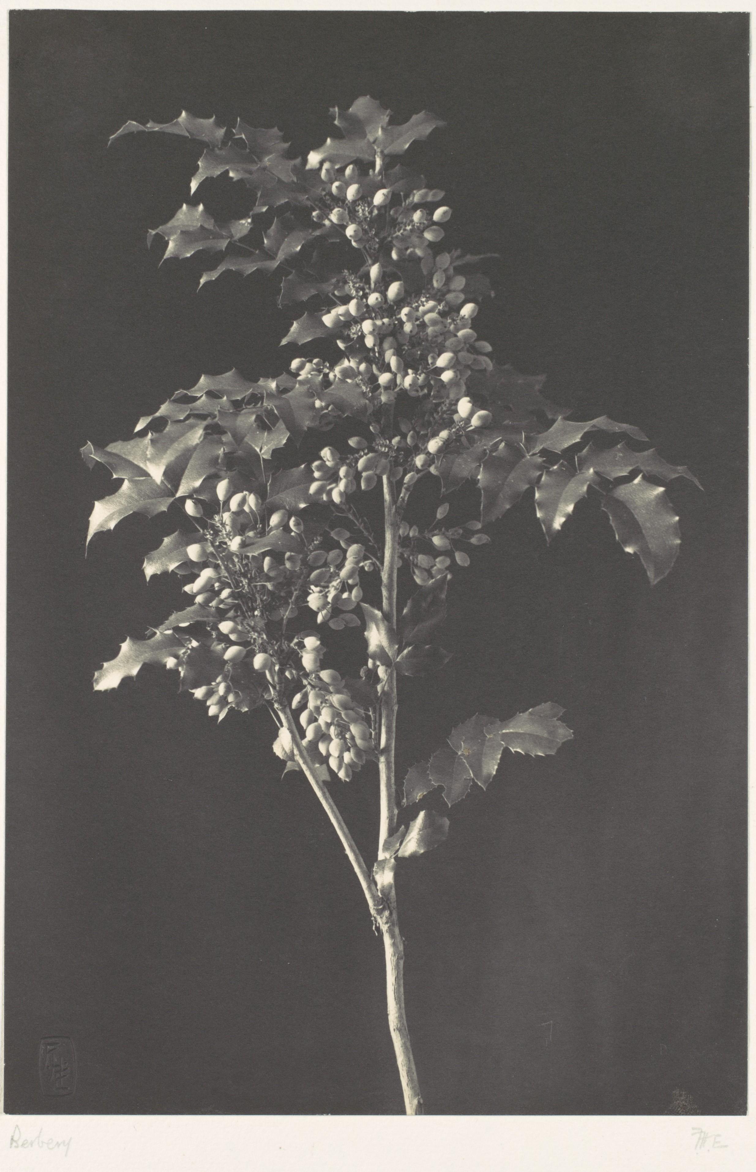 Une tige de berbéris — Frederick H. Evans