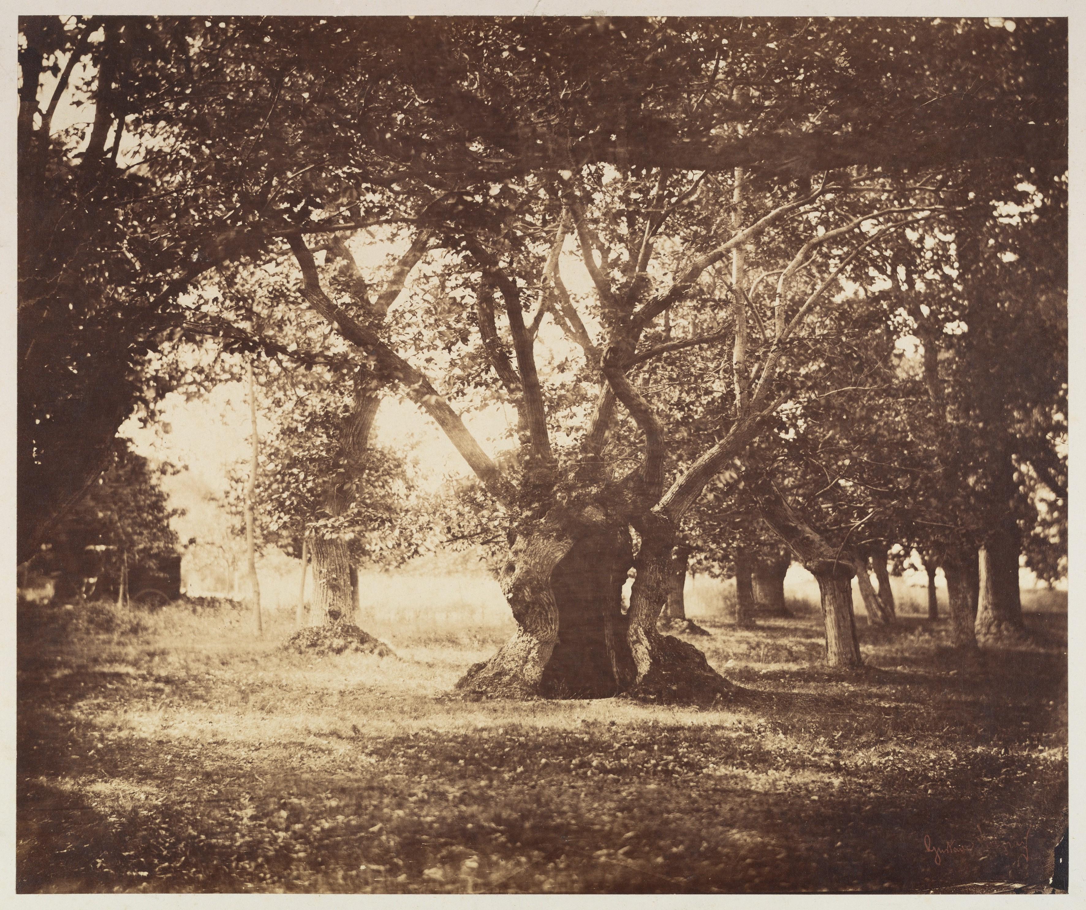Chêne creux, Fontainebleau — Gustave Le Gray