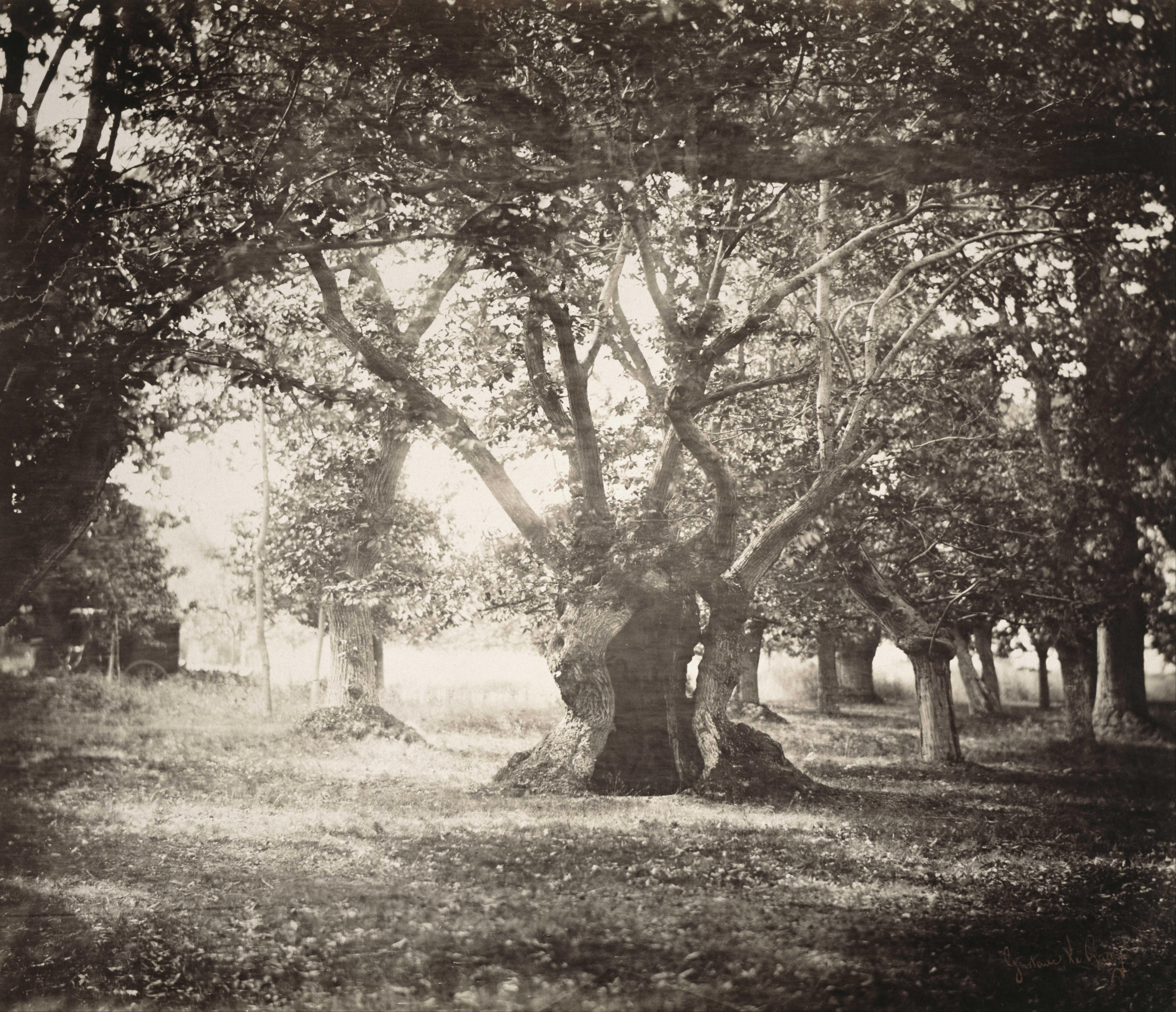 Arbre, forêt de Fontainebleau — Gustave Le Gray