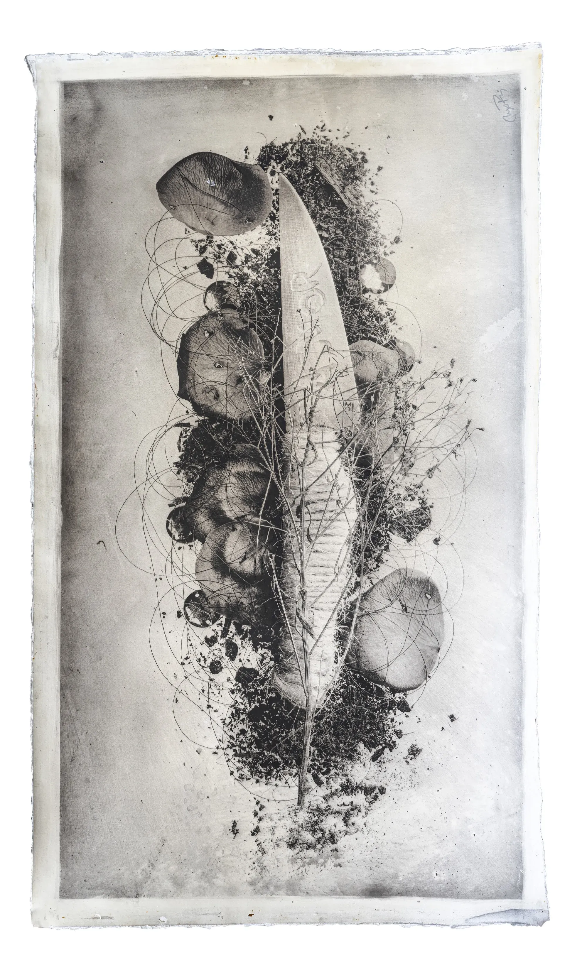 Amore — Gélatine, noir d'ivoire, résine de pin — Max Ruiz — 82 × 138 cm