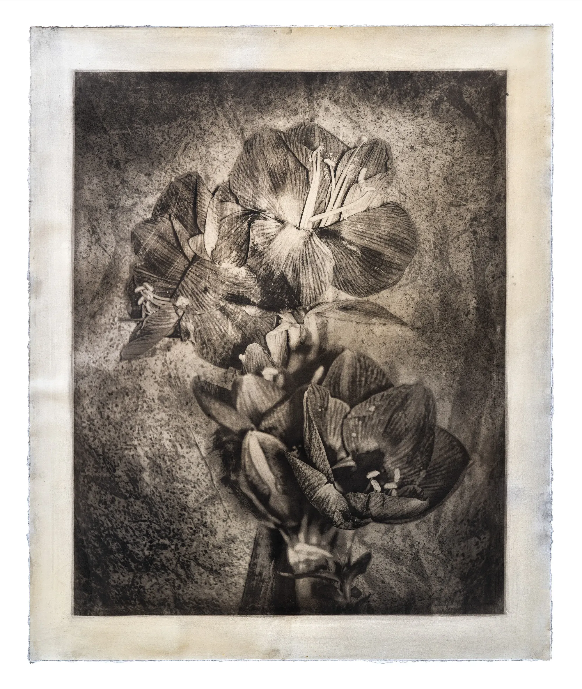 Yerbal — Gélatine, noir d'ivoire, résine de pin — Max Ruiz — 133 × 98 cm